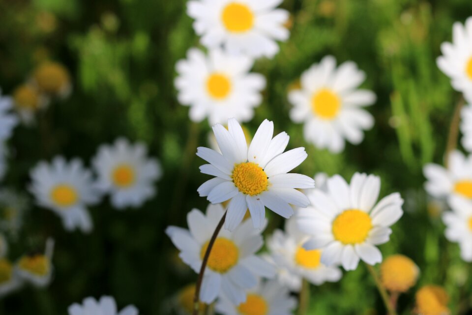 Nature beautiful flowers