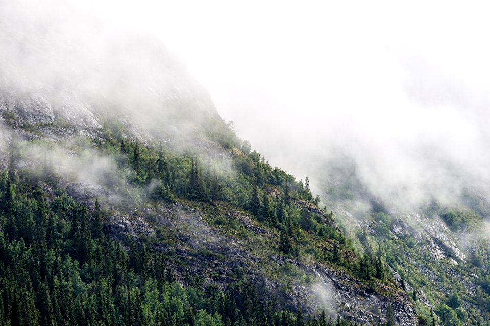 green pine trees on mountain under fog
