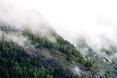 green pine trees on mountain under fog photo
