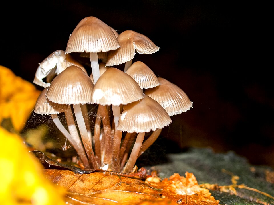 Mushroom nature forest