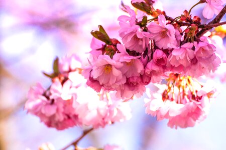 Cherry blossom close-up colorful photo