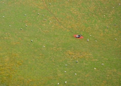 Aerial view, Sheep