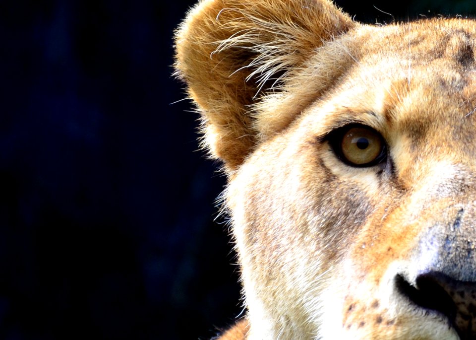 Taronga zoo, Mosman, Australia