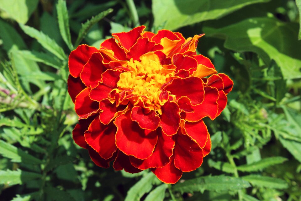 Plant blossom bloom
