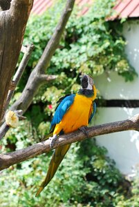 Animal feather tropical
