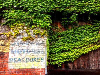 Wall, Bricks, Leaves photo