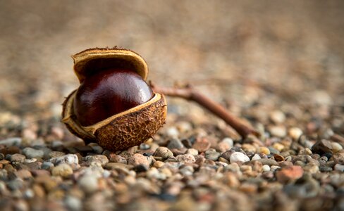 Seeds road tree photo