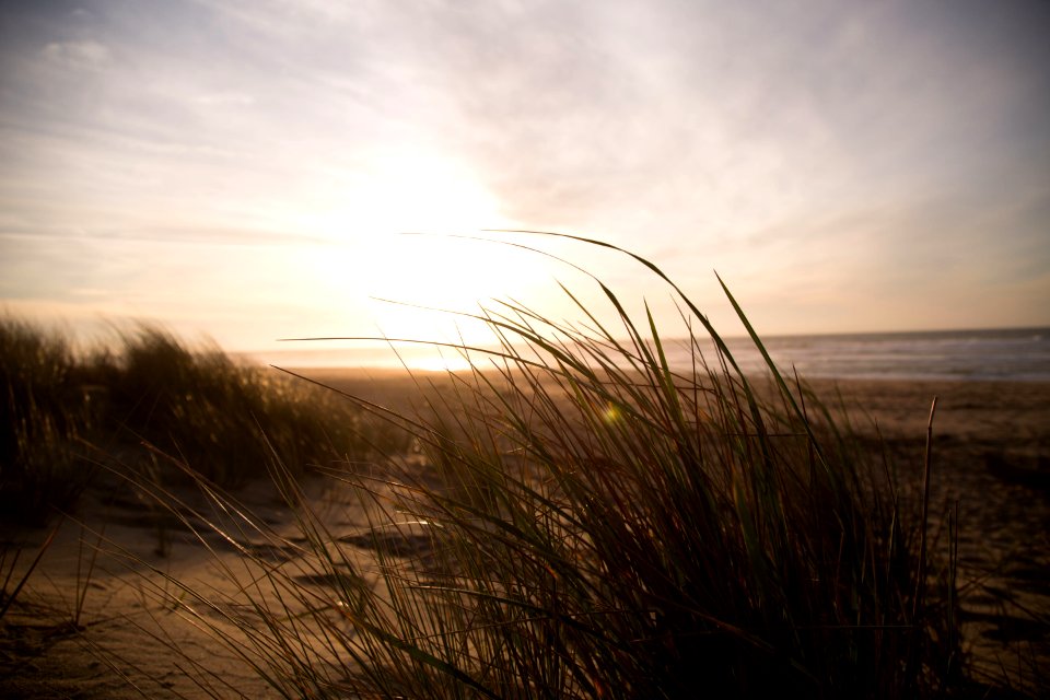 grass near seashore at daytime