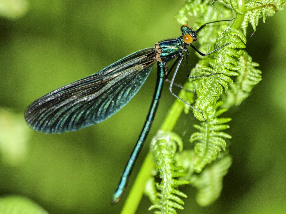 Insect nature animal