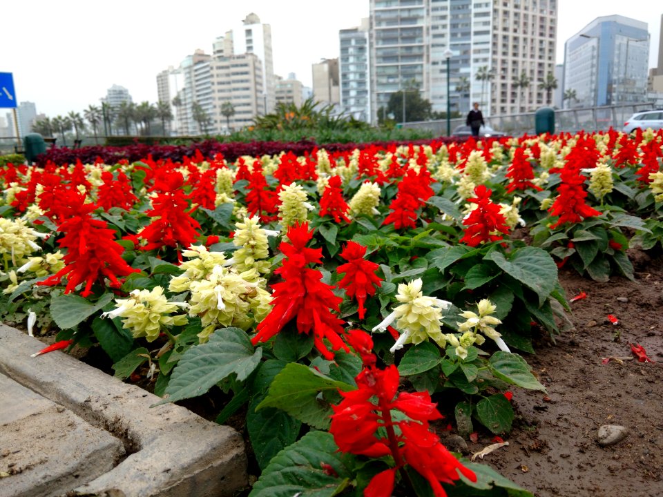 Miraflores, Lima, Peru photo