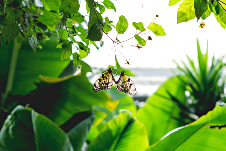 Germany, Hamm, Butterfly