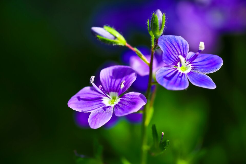 Bloom flower blue