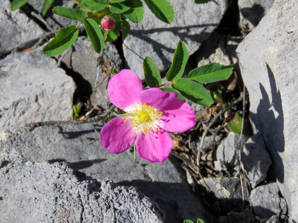 Wild flower mountain flower pink flower