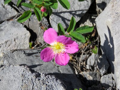Wild flower mountain flower pink flower