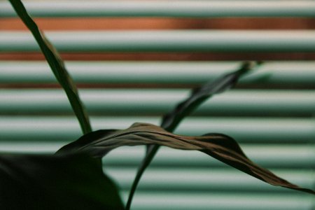 shallow focus photography of green leaf with window blind background photo