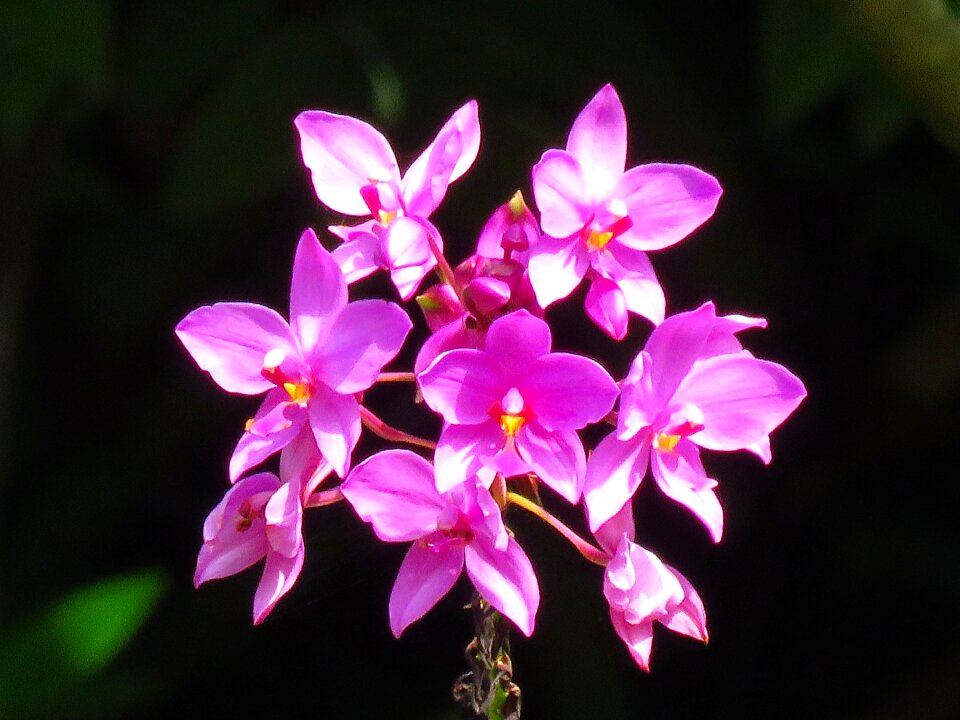 Garden pink flower pink