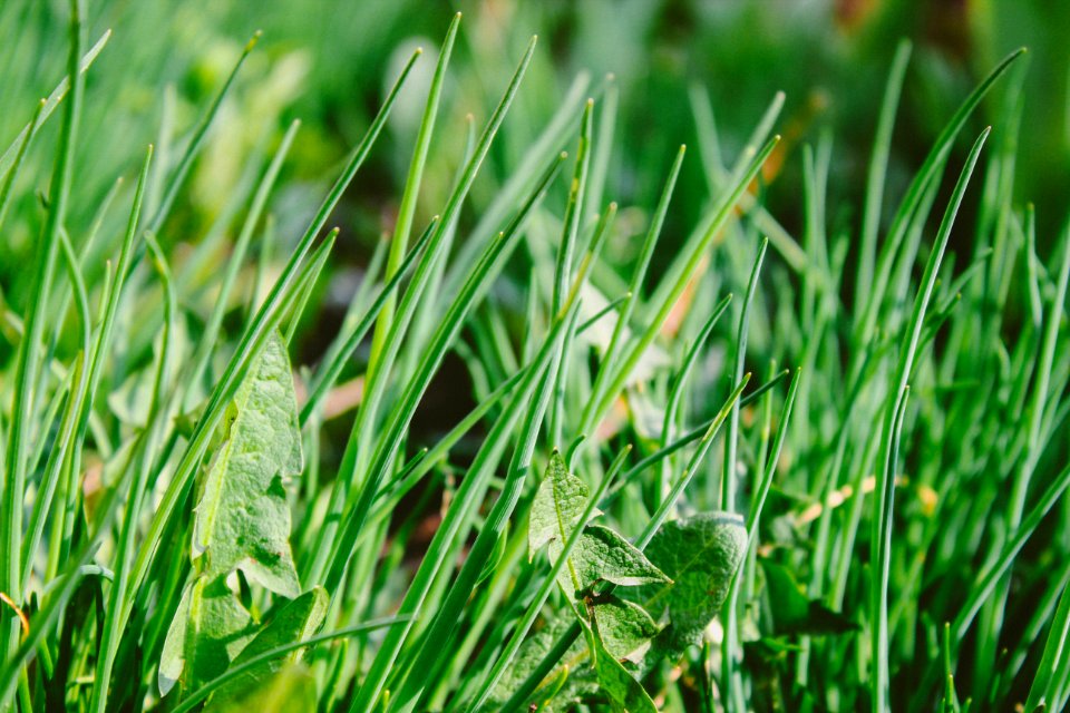 green grass at daytime