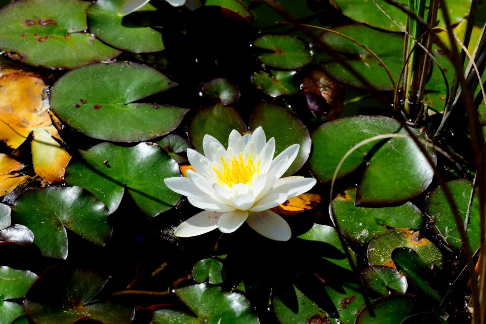 Plant nature flowers