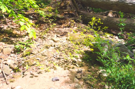 Ken lockwood gorge wildlife management area, High bridge, United states photo