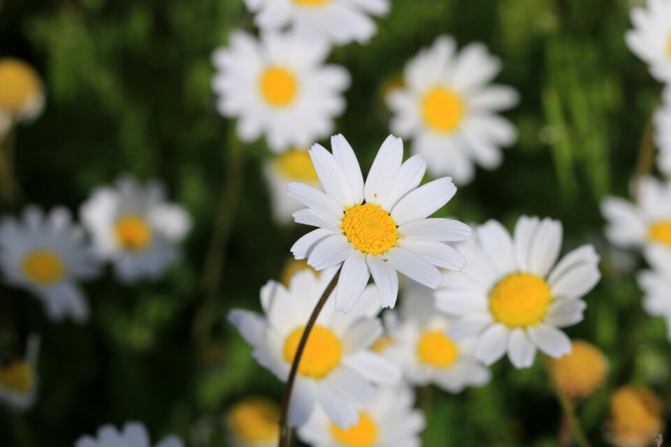Nature beautiful flowers