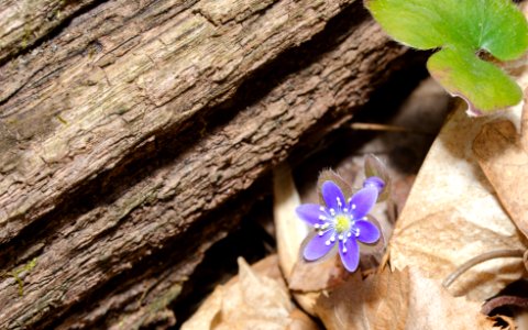Maple flats trail, Hillsborough township, Nj 08844