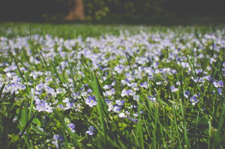 green leafed plants with white flowers photo