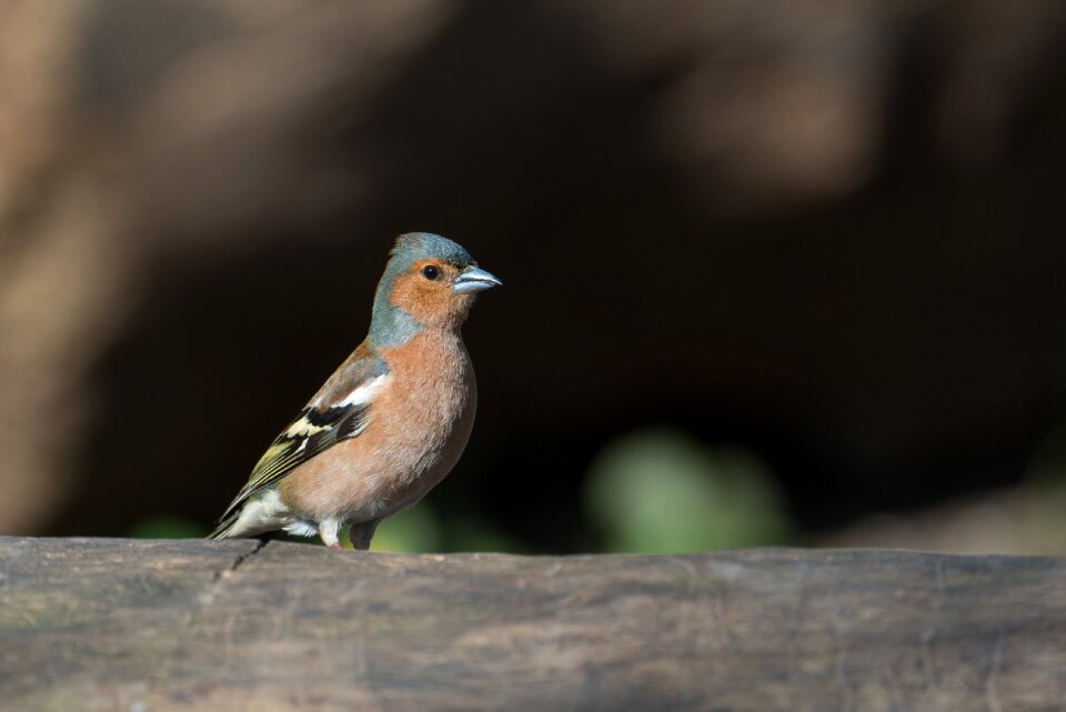Songbird animal plumage