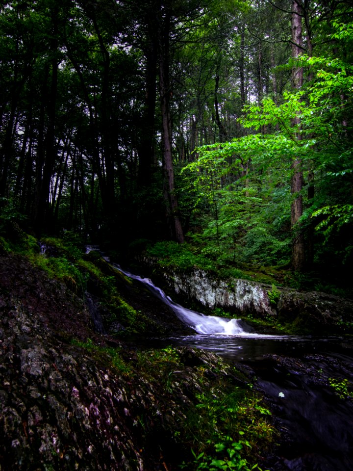Stokes state forest, United states, Rock