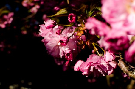 close-up photography of pink petaled flowers photo