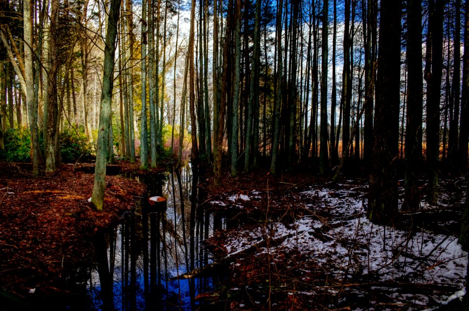 Whitesbog trails, Browns mills, New jersey