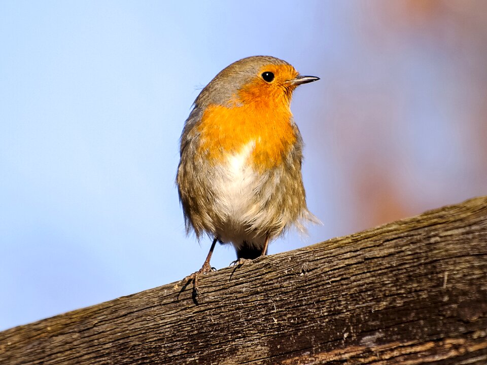 Garden bird nature animal