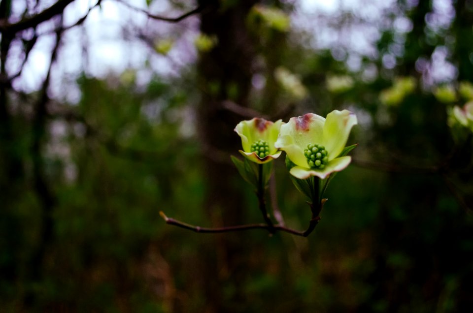 Salisbury road, Princeton, United states