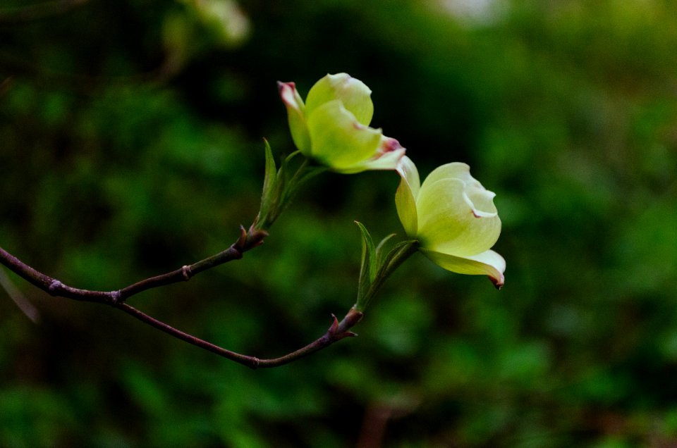 Branch, Spring, White
