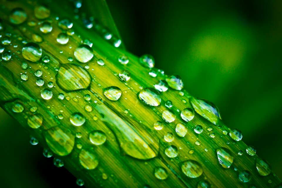 Macro rain raindrop