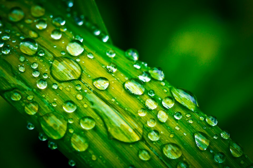 Macro rain raindrop photo