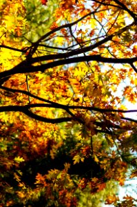 Skillman park, Montgomery, United states
