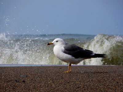 Wave sea gull seagull