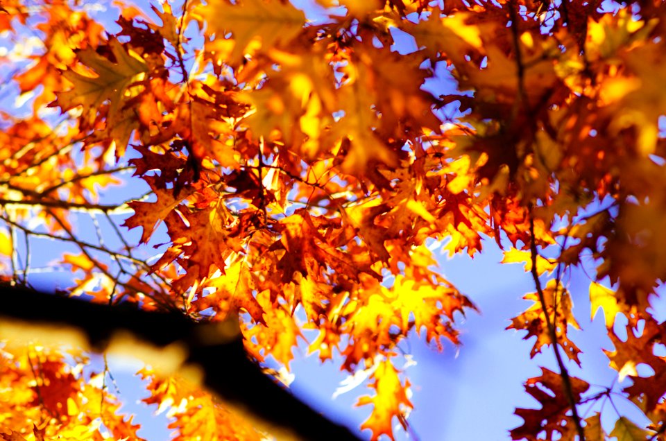 Skillman park, Montgomery, United states