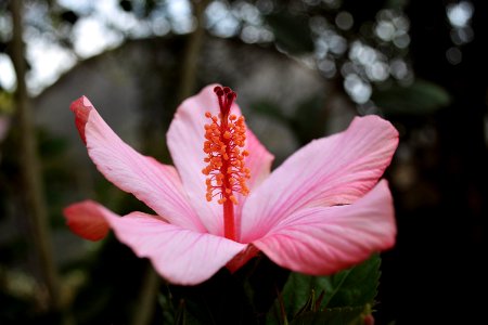 Quito, Ecuador, Nature