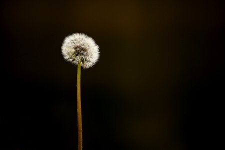 Dream, Flower, Nature