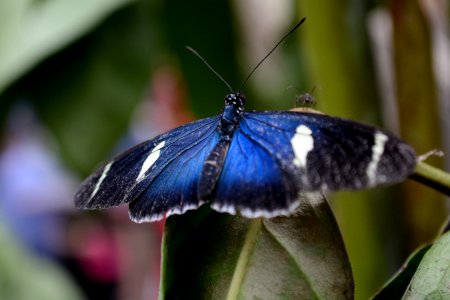 Nature, South america, Rainforest