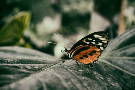 Mindo, Ecuador, Butterfly