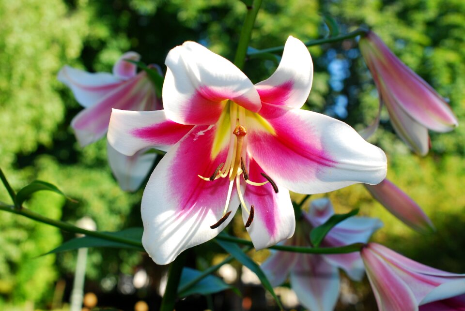 Flowers nature color