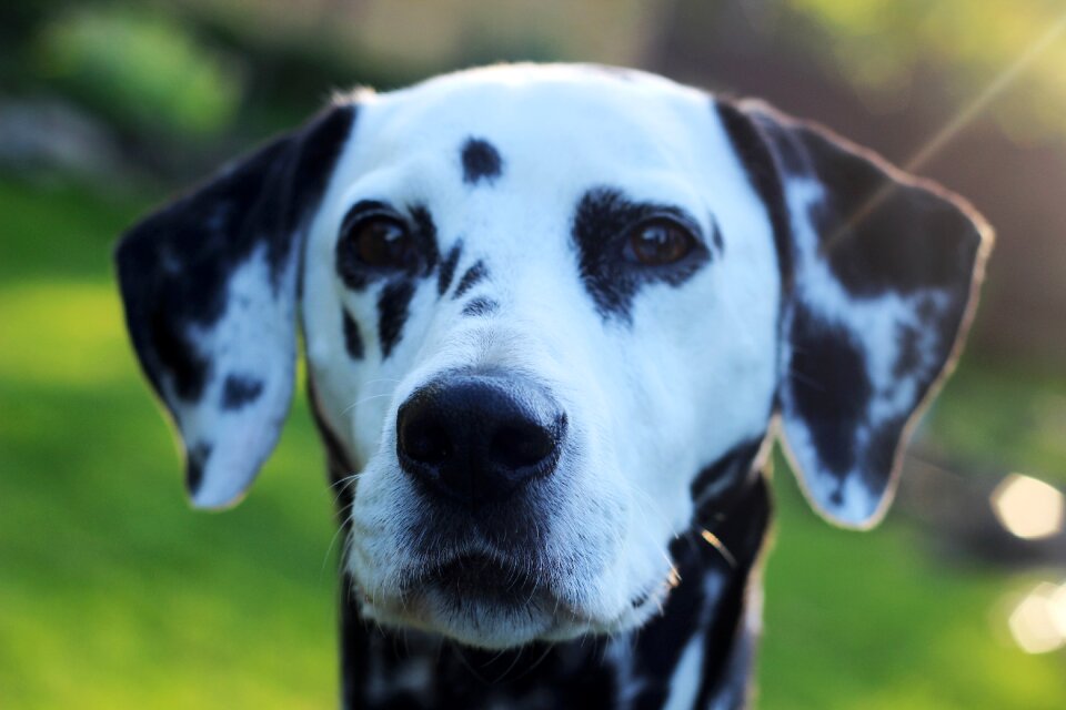 Head animal portrait dog breed