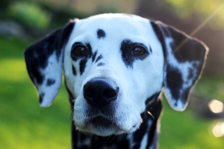 Head animal portrait dog breed