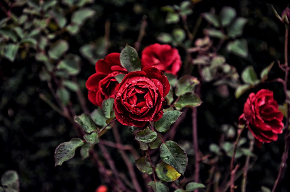 tilt lens photography red flowers