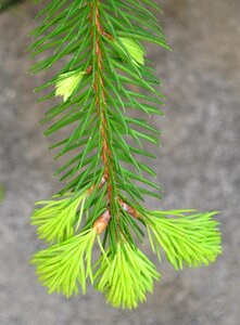 Growth green mini fir