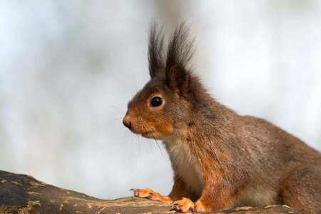 Forest rodent tail