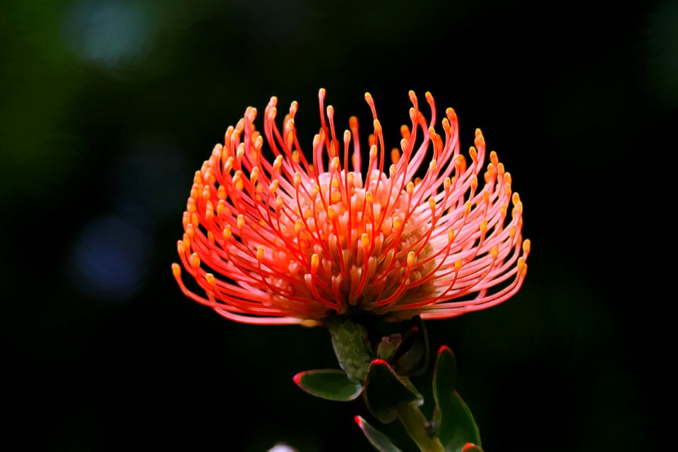 Orange spikes san diego zoo