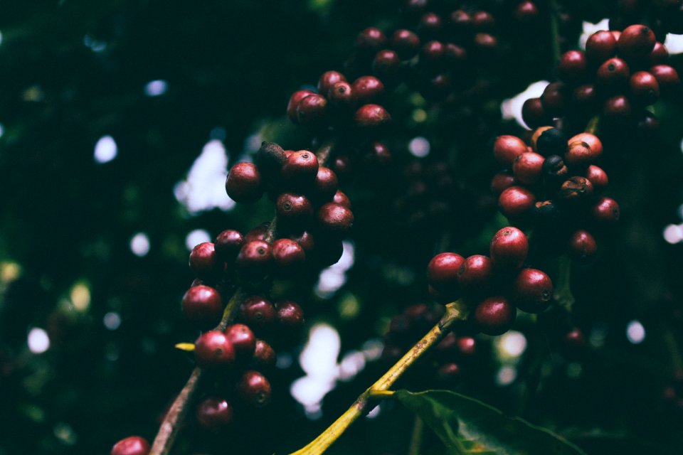 Pleiku, Vietnam, Plant